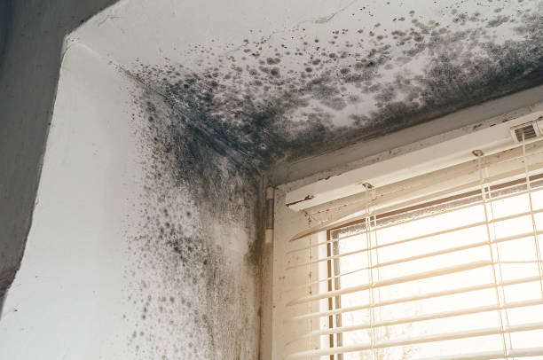 Affordable Mold Remediation solutions in Kensington, MD